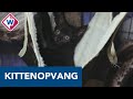 Jannie vangt vrijwillig nestjes met jonge kittens op: 'Ik ben er verslaafd aan' - OMROEP WEST