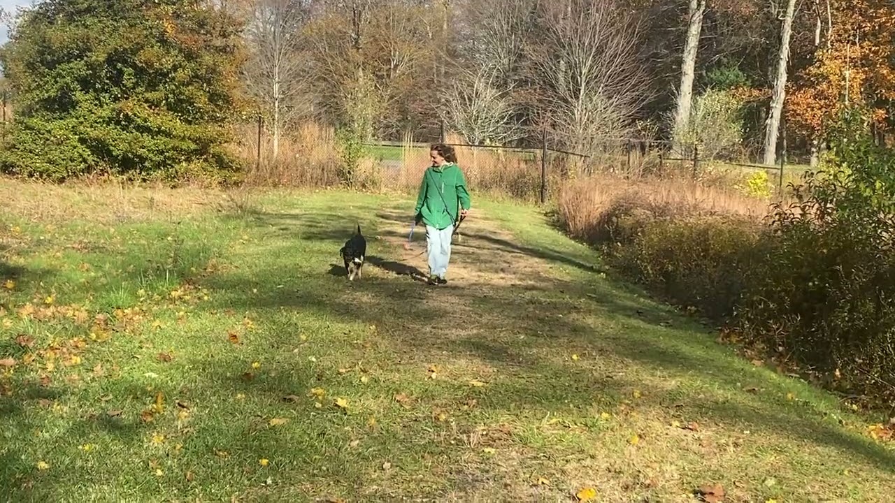 Enlarge May, a ADOPTABLE mixed breed in Morristown, NJ video 5/6