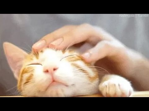 погладь кота обзор игры андроид game rewiew android.