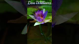 💘Pressure Makes Diamonds💘Don Williams #shorts @Chantertracks #donwilliamssongs #countrysonglyrics