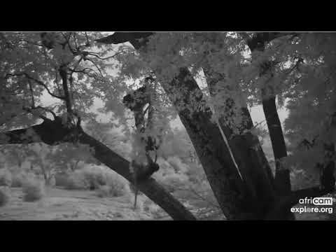 The baboons come down from the trees where they sleep at night at Olifants River in South Africa.