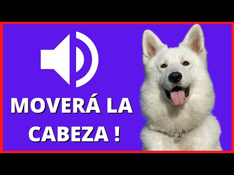🦴 SONIDOS para PERROS Para Que MUEVAN La CABEZA - Ruidos y Efectos