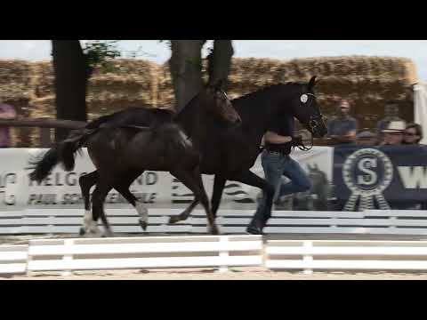 Stutfohlen v. Escanto PS a.d. K-Valentina v. Vitalis-Dolany, *2023