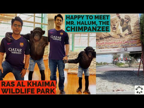 Met Cute and funny baby chimpanzee | RAK zoo | bibin Dxb