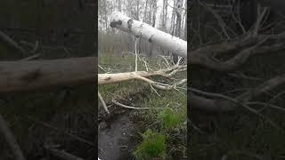 Как сделать петлю для ловли лося