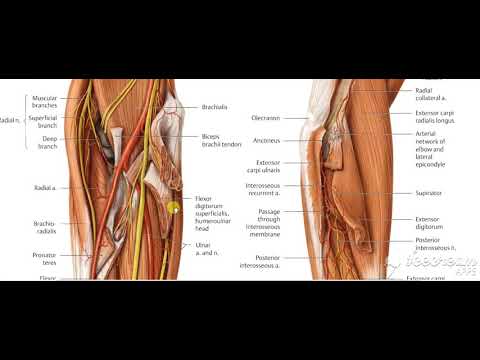 Flexor carpi ulnaris relations 2