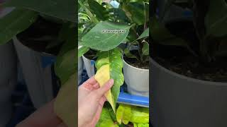 Some of my favorite big box plant finds - Lowe’s and Home Depot ￼ #plants #indoorplants #houseplants