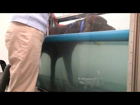 Rocky HART rehab session1 family-vet com