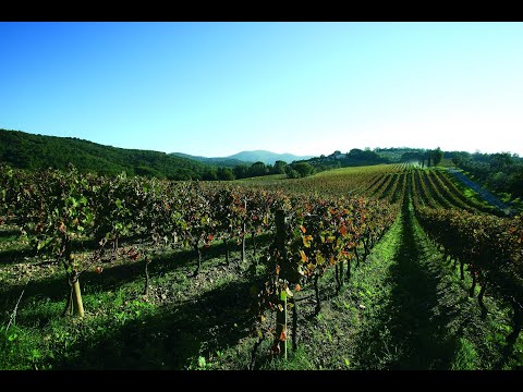 RFID success story nella cantina COLLEMASSARI | RFID GLOBAL by Softwork