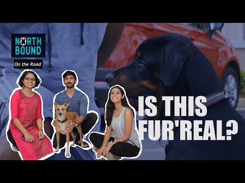 Want to play with furries all day? | Meeting a Canine Behaviourist in Bangalore