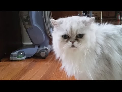Persian cat Frosty weird strange meows meowing ... - YouTube