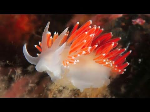 Exploring Marine Life in the Baltic Sea: Oceana Expedition 2011
