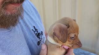Video preview image #1 Chug Puppy For Sale in Bandera, TX, USA