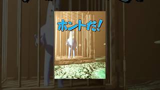 確認不足かーい！【Garten of Banban】#shorts #ゲーム実況 #ガーテンオブバンバン