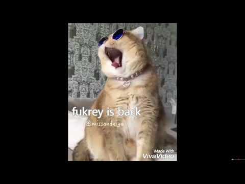 lahori girls be like | fukrey is back