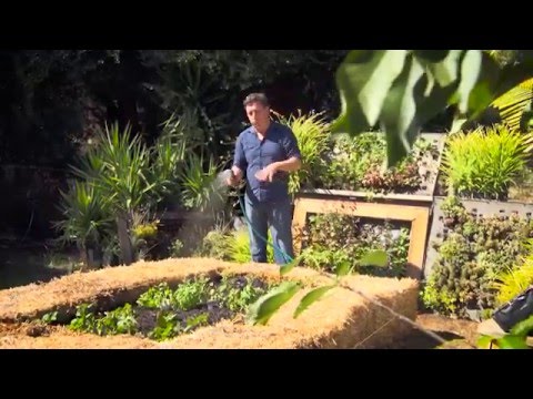 The Garden Gurus - Hay Bale Gardening
