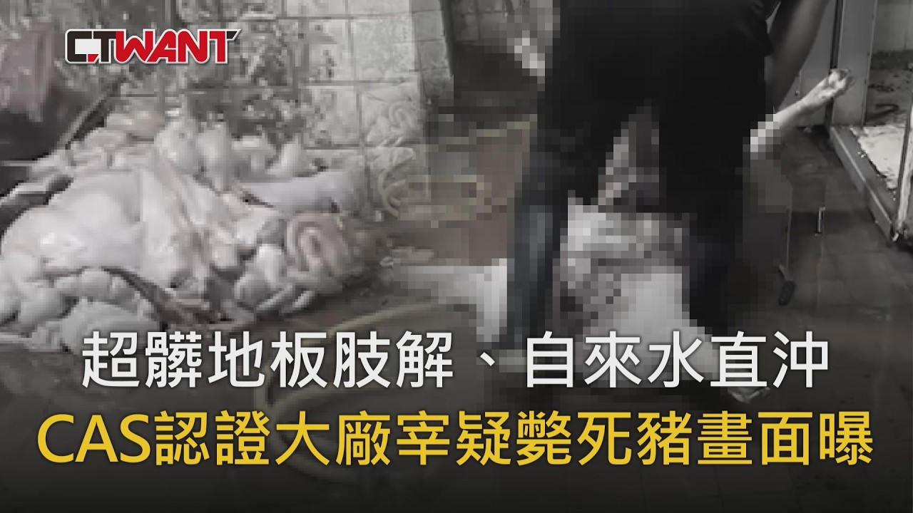 圖說-超髒地板肢解、自來水直沖　CAS認證大廠宰疑斃死豬畫面曝