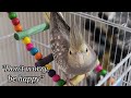 Cockatiel Singing Don T Worry Be Happy