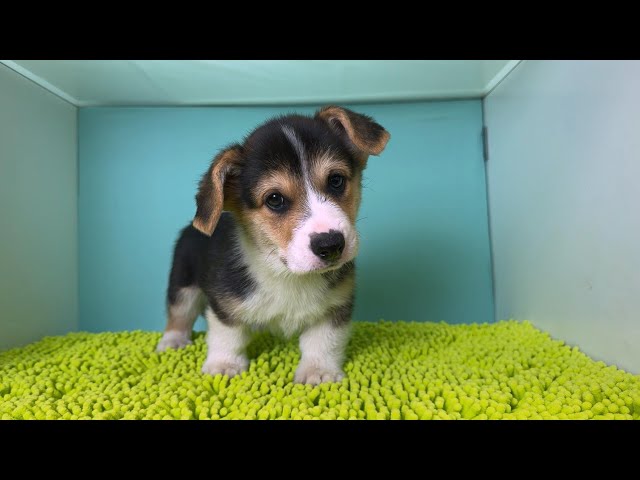 (子犬) 犬種：ウェルシュ・コーギー・ペンブローク 男の子 ブリーダー マロニエケンネル　MARRONNIER KENNEL k4045の画像