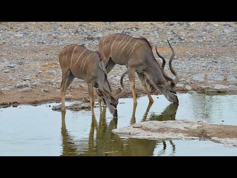 Africa's Antelopes