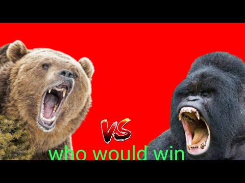 sliverback gorilla vs grizzly bear. animal fight ep 2.