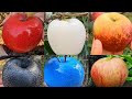 Apple Different Colours You Should Know About White Apple Blue