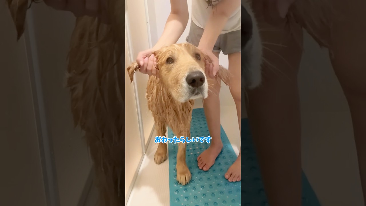 カバオォォォ！ #大型犬 #ゴールデンレトリバー