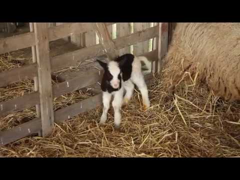 RSPB Saltholme - Customer Success Story