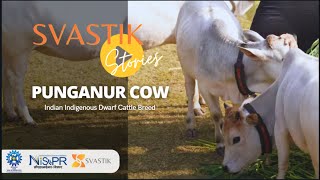 Punganur Cow