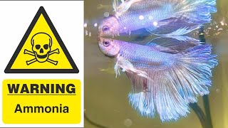 Ammonia Poisoning In Fish Aquarium