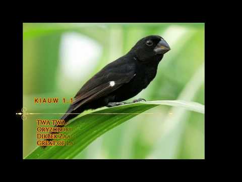 " TWA TWA " KIAUW 1.0 BEST TRAINING SONG PART ONE "BICUDINHO" (TROPICAL SINGING BIRDS)