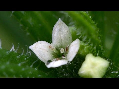 Geheimnisvolle Pflanzen: Galium aparine - Klebkraut