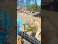 Amazing Zoo Experience For Kids