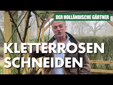 Kletterrosen schneiden nach dem Winter: Wie geht das? - Der Holländische Gärtner