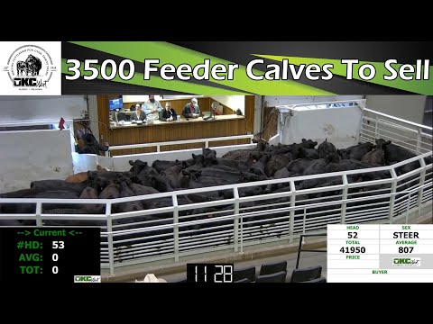 11/9/2022 - OKC West Feeder Calf Auction
