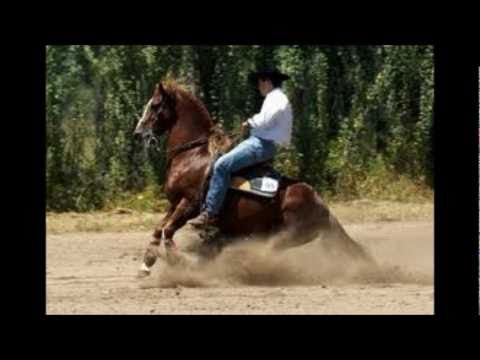 tordillo negro los bohemios de garupa
