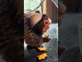 Darwin the marmoset is living his best winter life with one of his absolute favorites food!