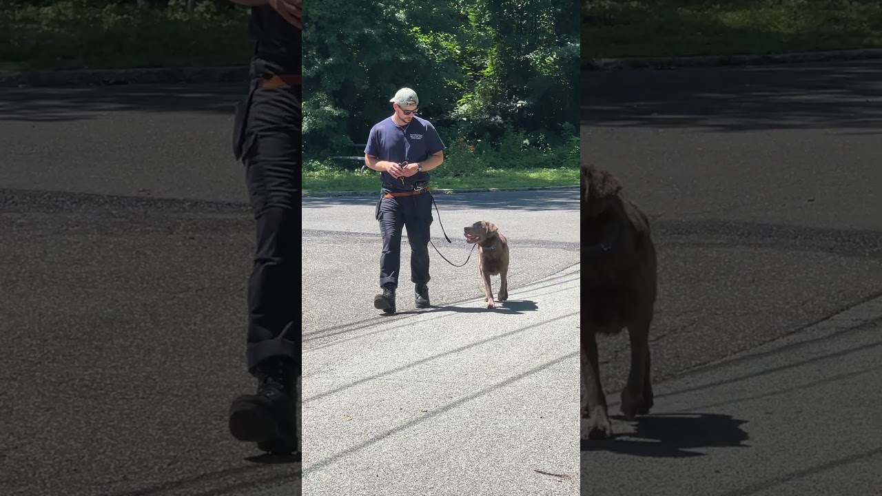 Enlarge Scout 26, a ADOPTABLE mixed breed in Killingworth, CT video 4/5