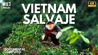 VIETNAM SALVAJE – Un Imperio de Instinto y Supervivencia | Documental de Animales
