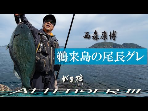 【がま磯 アテンダーIII】西森康博 VS 鵜来島の尾長グレ