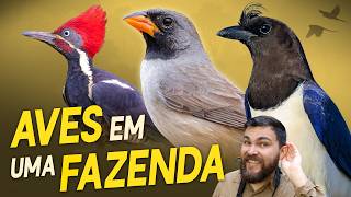 UMA FAZENDA CHEIA DE AVES no Mato Grosso do Sul | Urubu-rei, Seriemas e muito mais