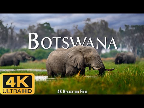 Botswana 4K ULTRA HD (60FPS) – Wildlife in its pristine beauty!