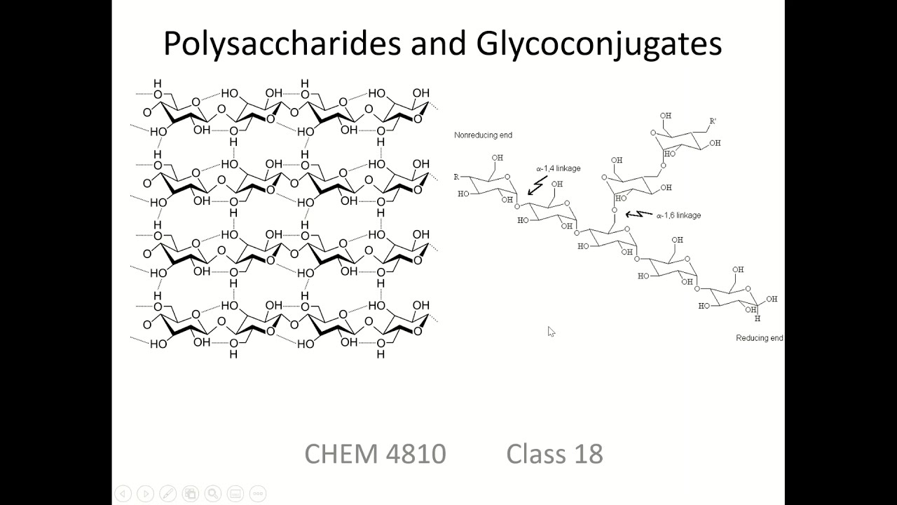 Lecture 6: Polysaccharides