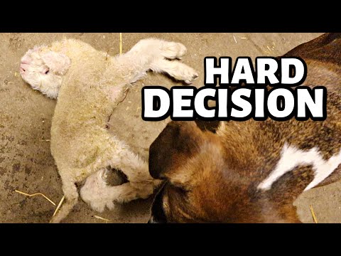 It was a HARD decision, but our DEFORMED lamb needed put down.😔 | Vlogmas 2022 | Vlog 648