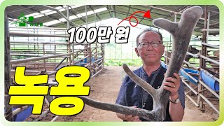 녹용 하나에 100만 원?!ㅣ 소보다 큰 사슴 ㅣ 고소득 사육 ㅣ 녹각, 녹용