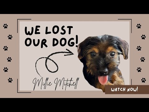 We Lost Our Dog!!! @MeetTheMitchells