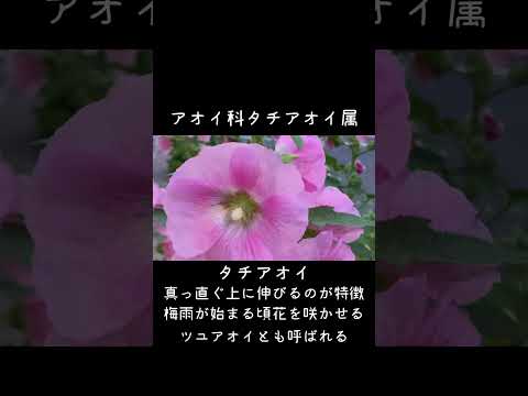 タチアオイの種を集めるのに最適な時期はいつですか?なぜそれを自己播種させないのでしょうか？  庭園