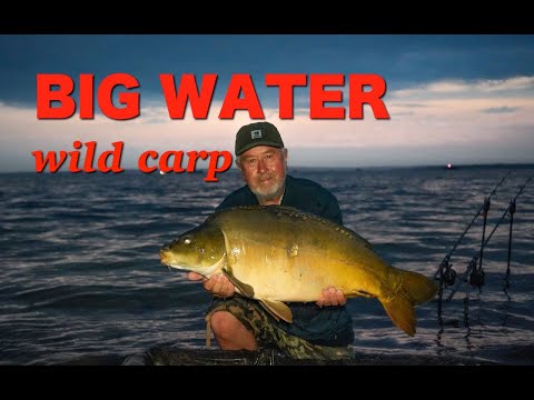 Wildkarpfen im Großwasser