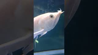 霞ヶ浦のミニミニ水族館? すいれんだけじゃない　ネイチャーセンター