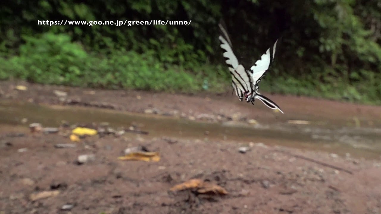Eurytides agesilaus Short-lined Kite Swallowtail butterfly flying showing light patterned wings in natural habitat